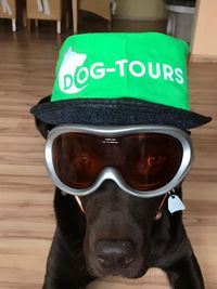 Dog Tours Marketing